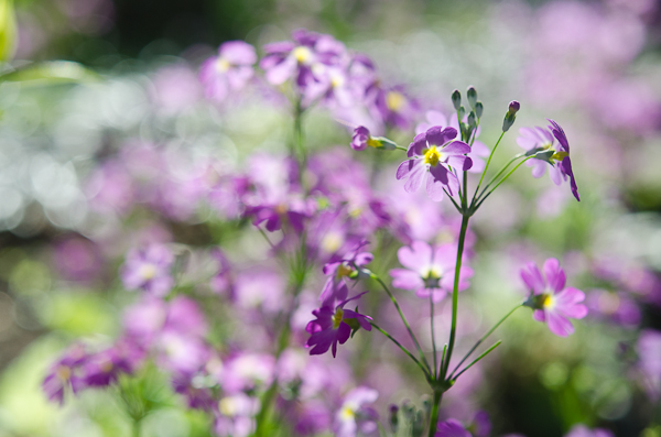 Spring Wild Flower| At Down Under | Viviane Perenyi 