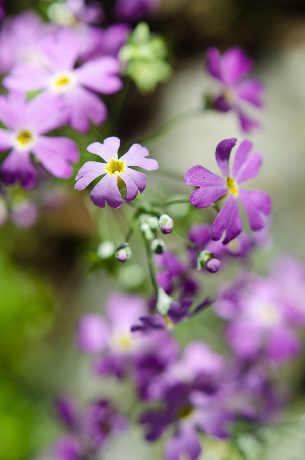 Spring Wild Flower| At Down Under | Viviane Perenyi 