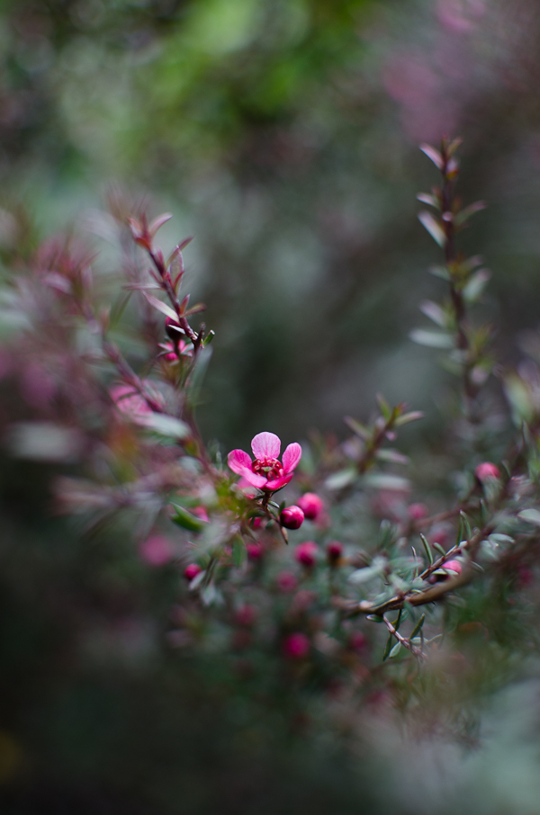 Manuka Bloom | At Down Under | Viviane Perenyi