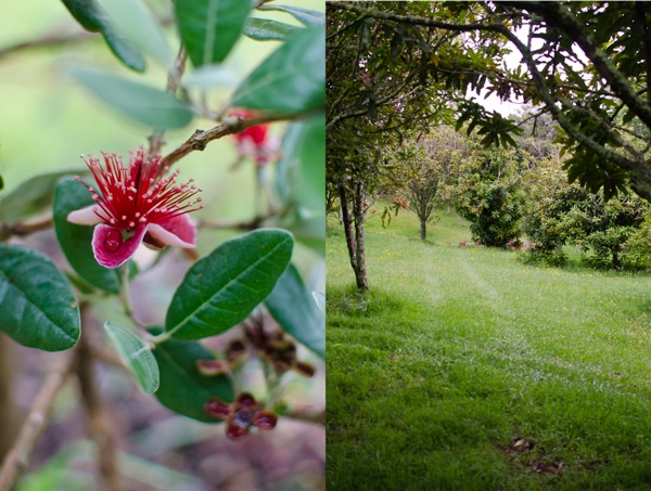 Feijoa Bloom and Garden Coromandel New Zealand | At Down Under | Viviane Perenyi 
