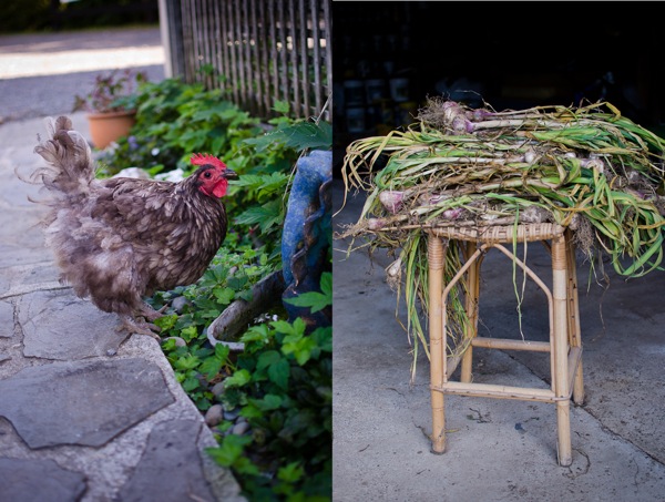 Hen and Fresh Garlic Coromandel New Zealand | At Down Under | Viviane Perenyi 