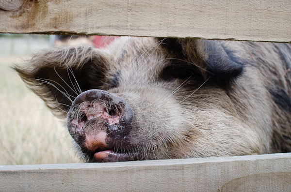 Kune Kune Pig | At Down Under | Viviane Perenyi