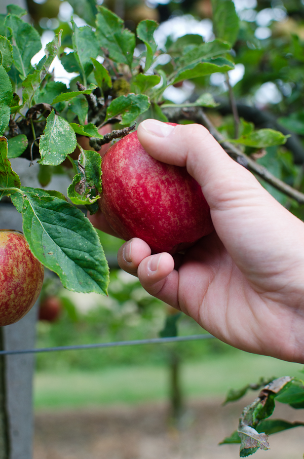 Apple Picking | At Down Under | Viviane Perenyi 