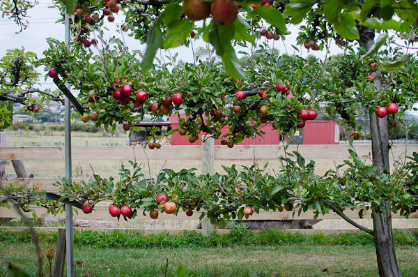 Apple Picking | At Down Under | Viviane Perenyi 