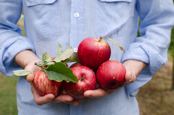 Apple Picking | At Down Under | Viviane Perenyi 