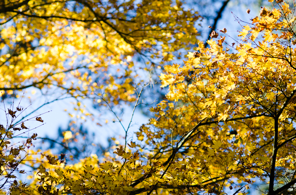 Autumn Foliage | At Down Under | Viviane Perenyi 