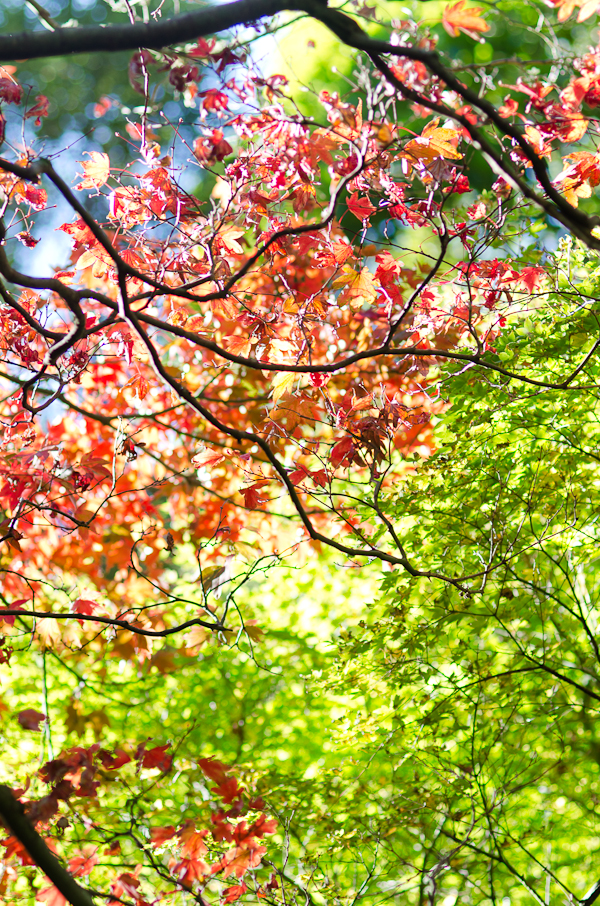 Autumn Foliage | At Down Under | Viviane Perenyi 