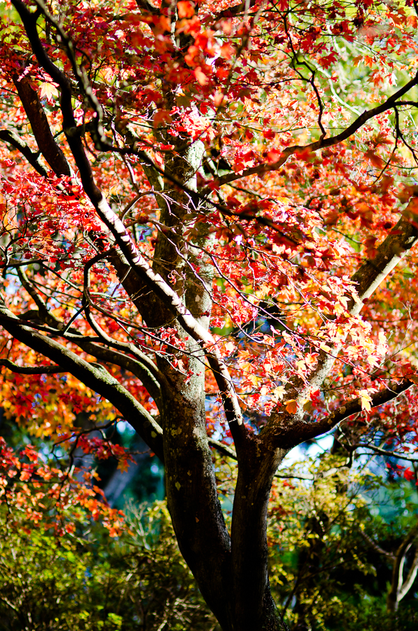 Autumn Foliage | At Down Under | Viviane Perenyi 