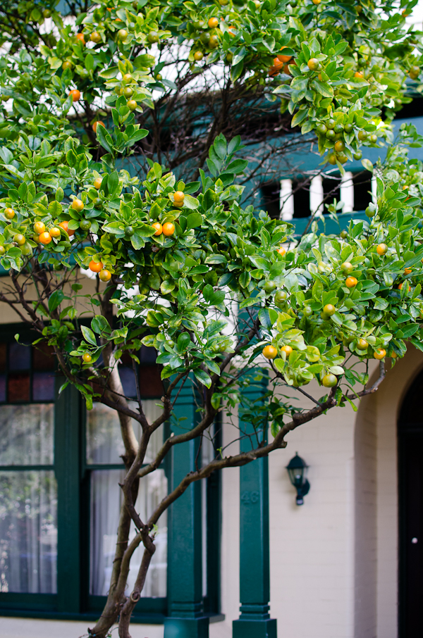 Sydney Kumquat Tree | At Down Under | Viviane Perenyi 