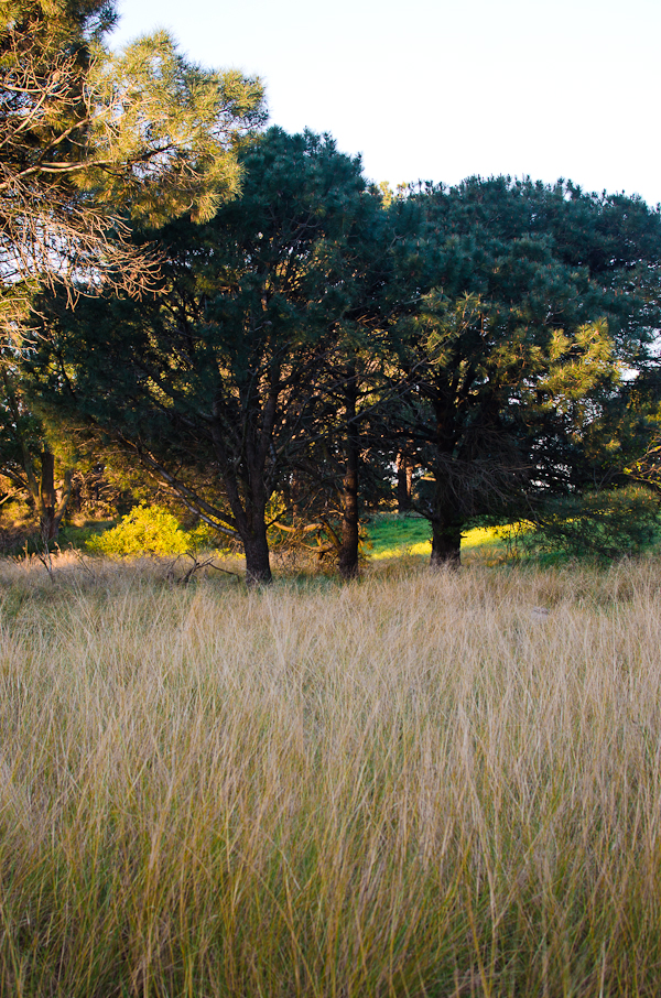 Sydney Centennial Park | At Down Under | Viviane Perenyi
