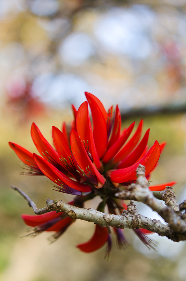 Coral Tree Bloom | At Down Under | Viviane Perenyi