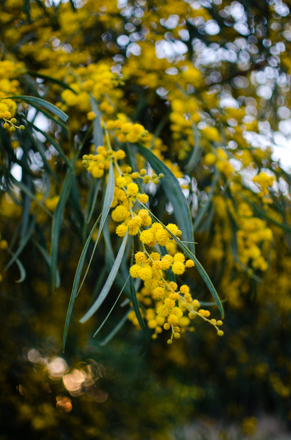 Golden Wattle | At Down Under | Viviane Perenyi