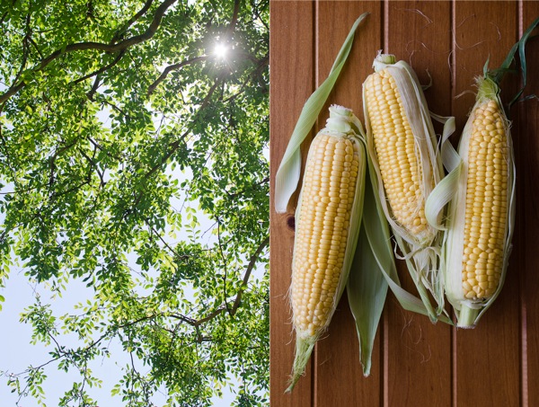 Foliage and Corn | At Down Under | Viviane Perenyi