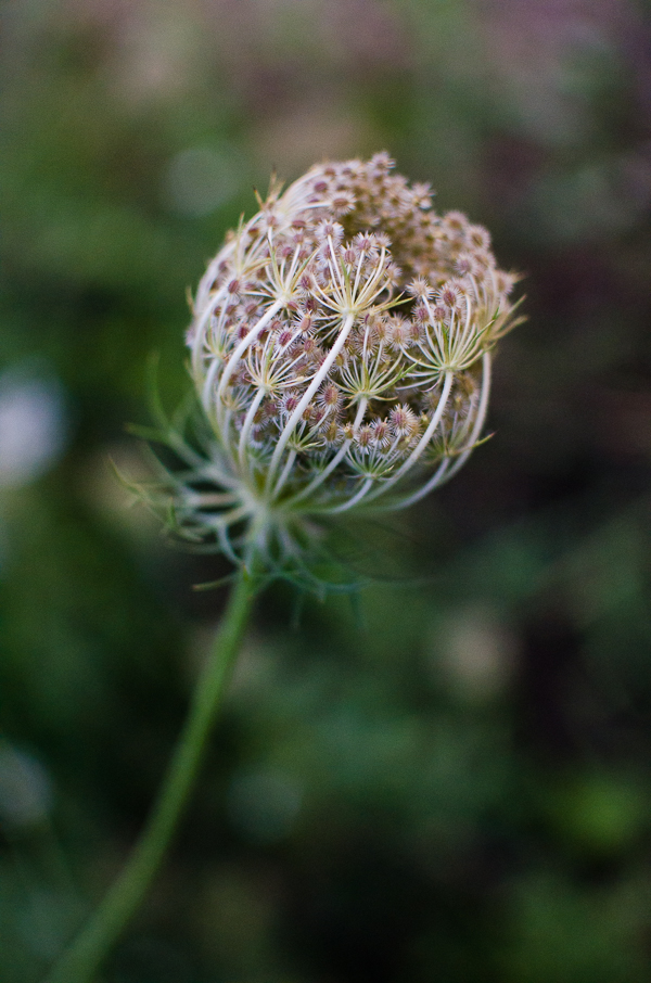 Wild Flower | At Down Under | Viviane Perenyi