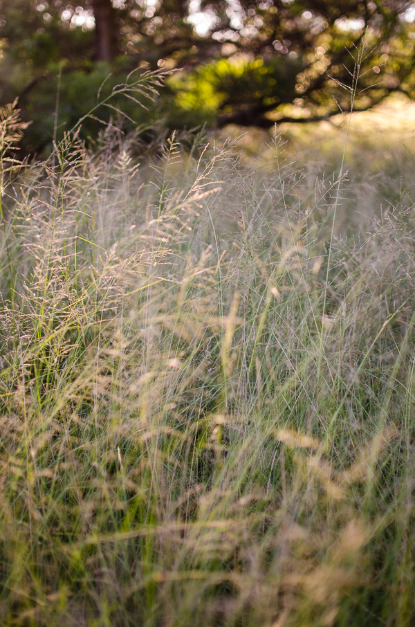 Tall Grass | At Down Under | Viviane Perenyi