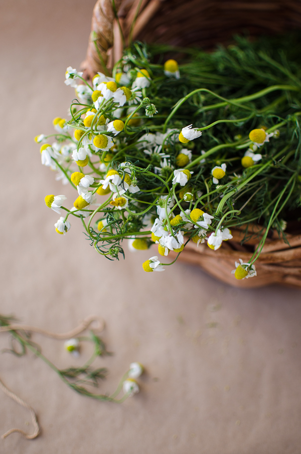 Chamomile| At Down Under | Viviane Perenyi