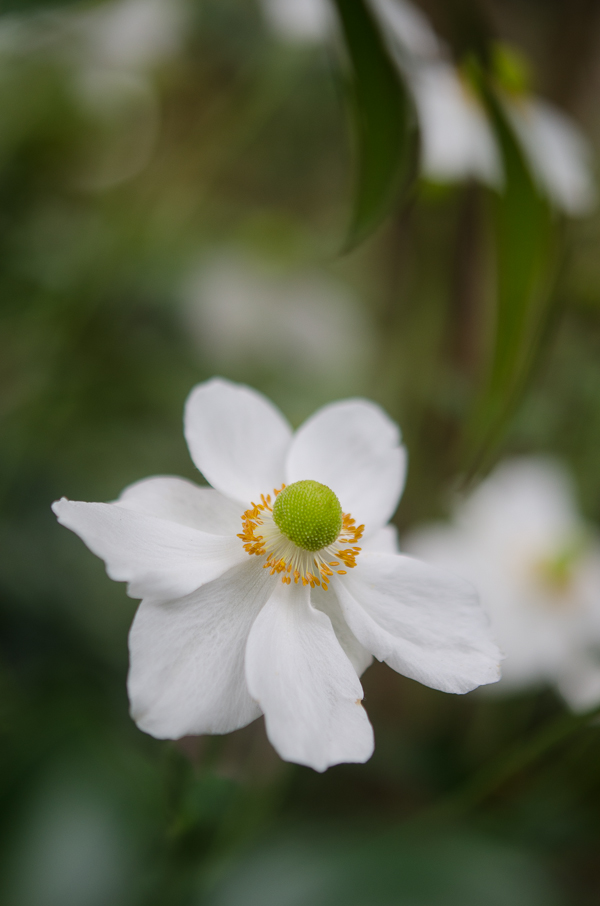 White Flower| At Down Under | Viviane Perenyi