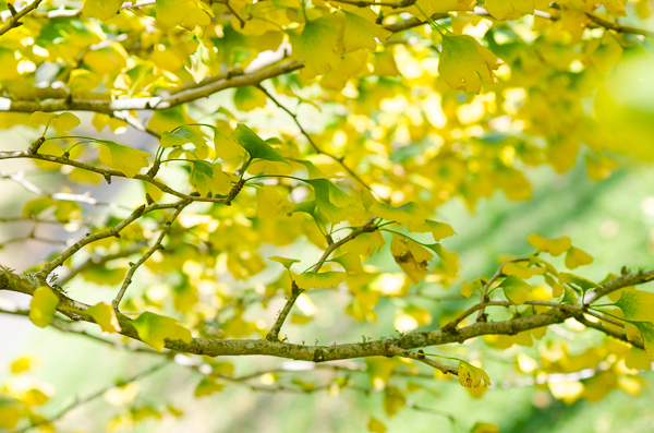 Ginkgo Biloba  | At Down Under | Viviane Perenyi