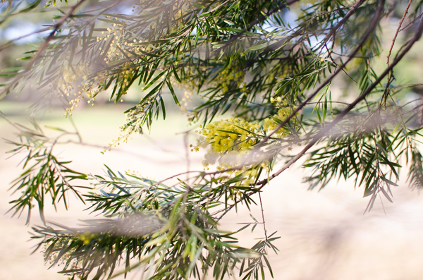 Wattle | At Down Under | Viviane Perenyi